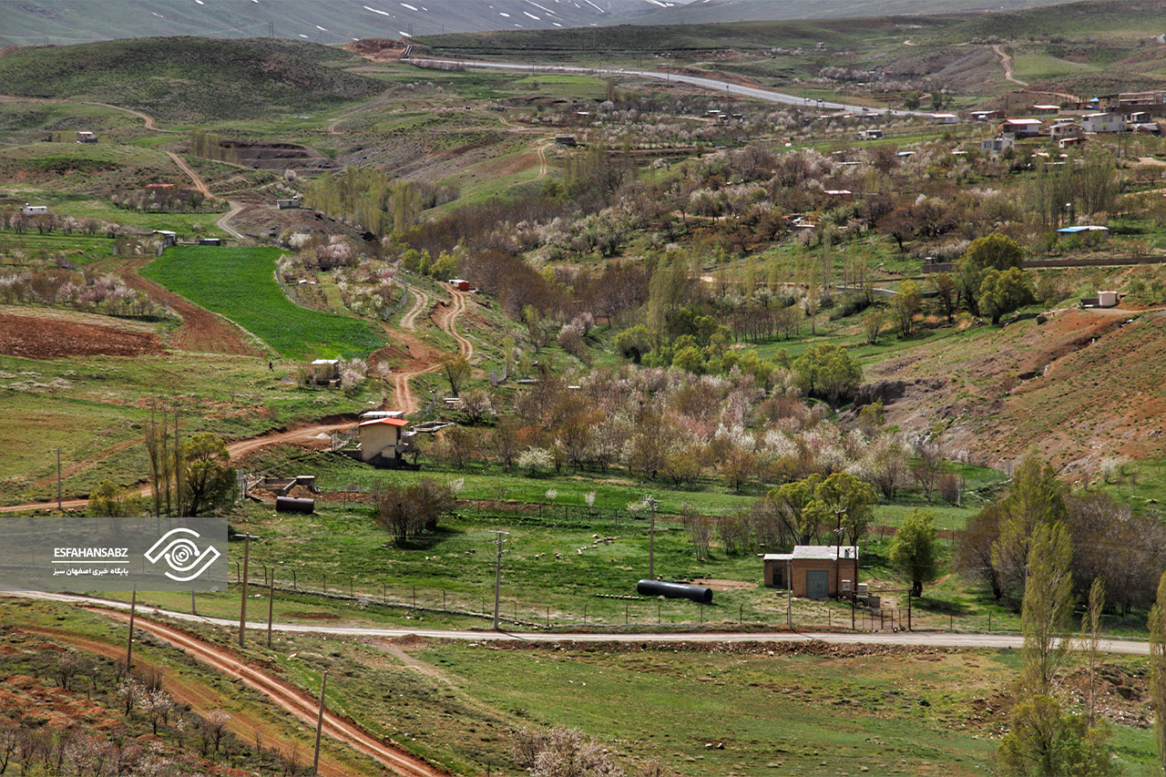 طبیعت بکر فریدون‌شهر در قاب تصویر؛ پونه‌زار، مقصدی برای عاشقان آرامش در ایران