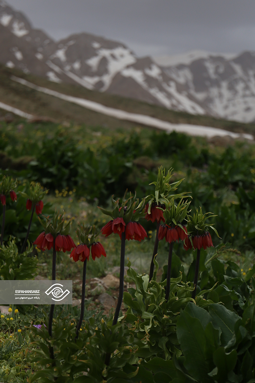 طبیعت بکر فریدون‌شهر در قاب تصویر؛ پونه‌زار، مقصدی برای عاشقان آرامش در ایران
