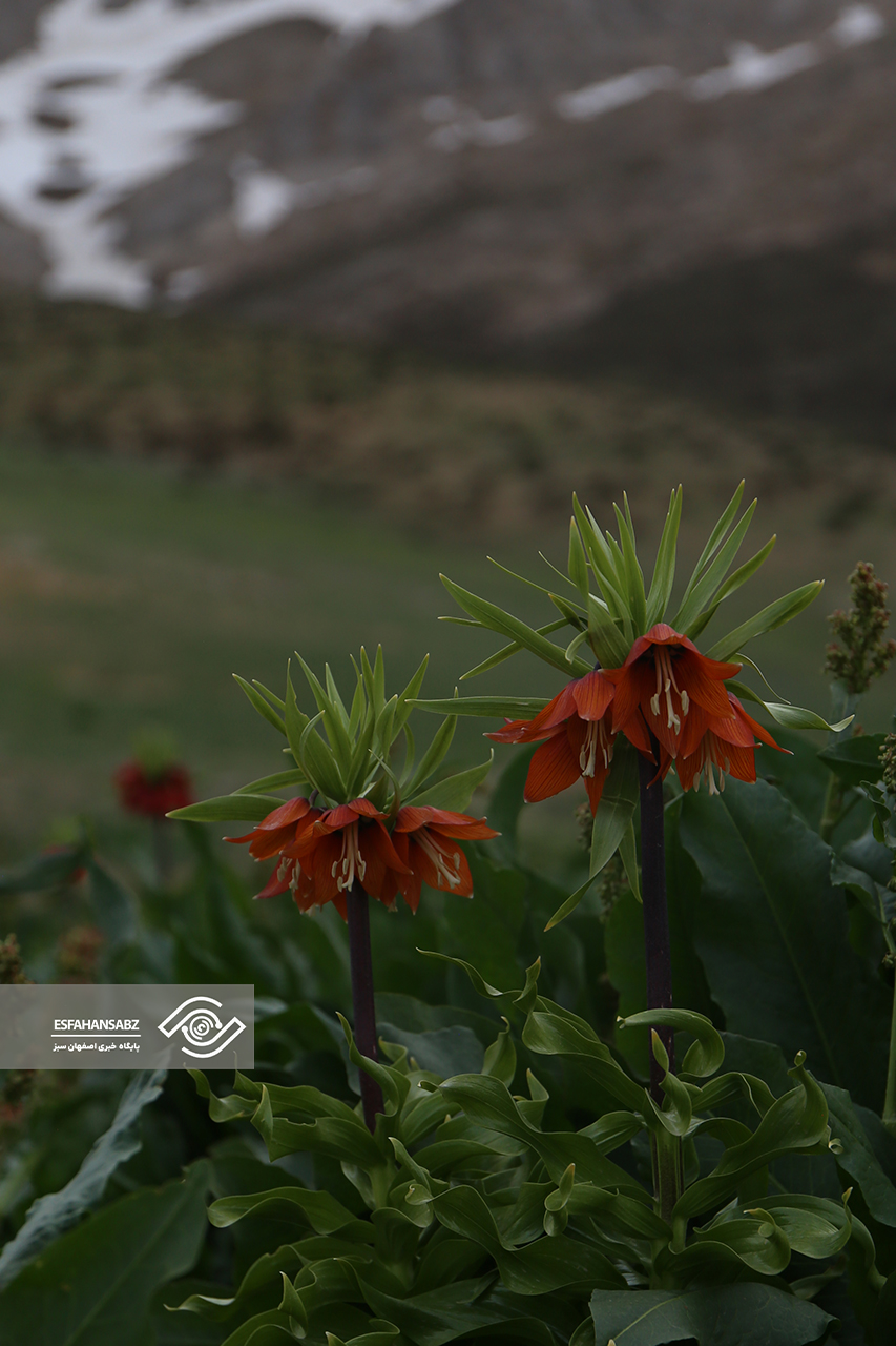 طبیعت بکر فریدون‌شهر در قاب تصویر؛ پونه‌زار، مقصدی برای عاشقان آرامش در ایران