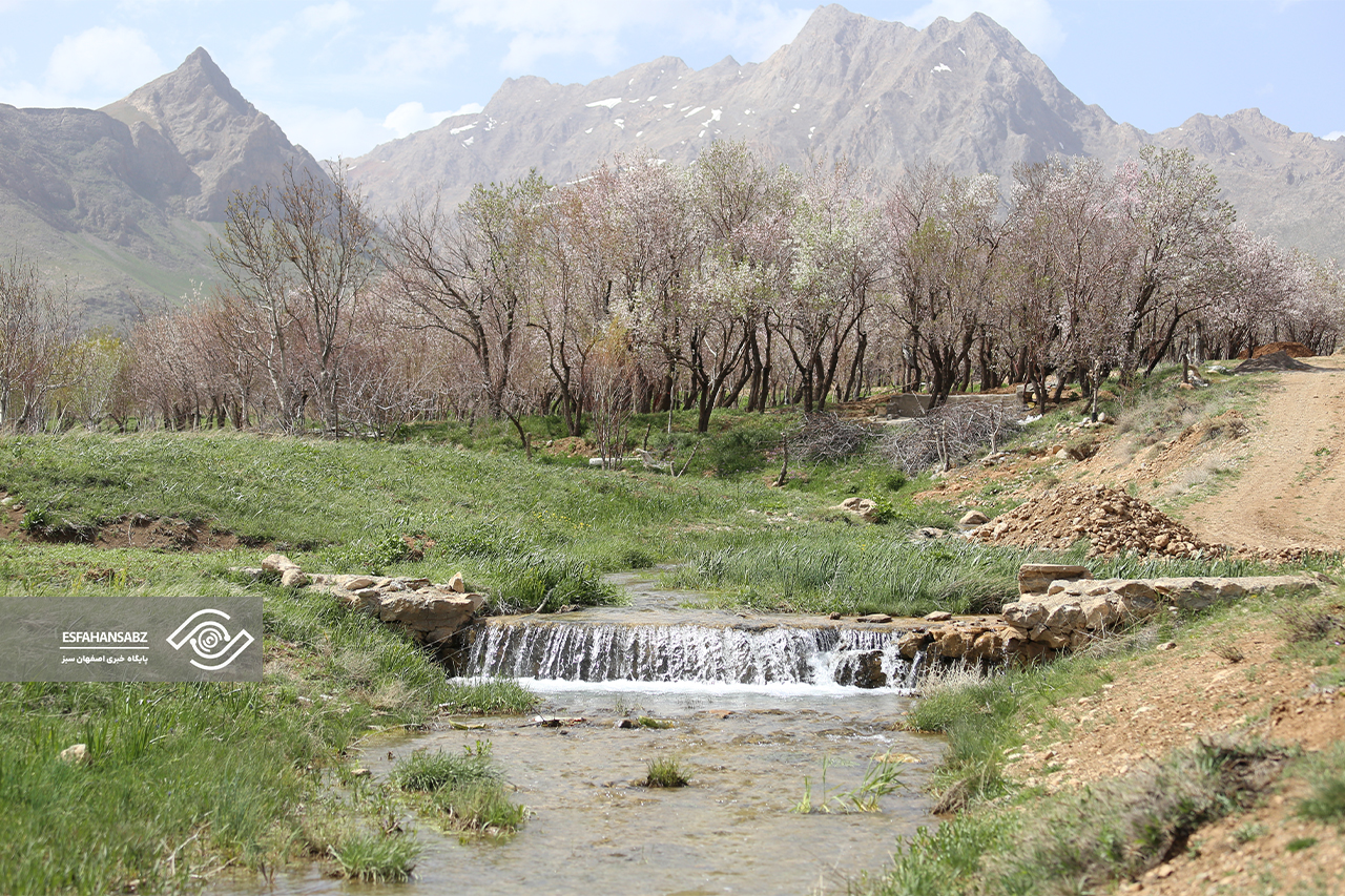طبیعت بکر فریدون‌شهر در قاب تصویر؛ پونه‌زار، مقصدی برای عاشقان آرامش در ایران
