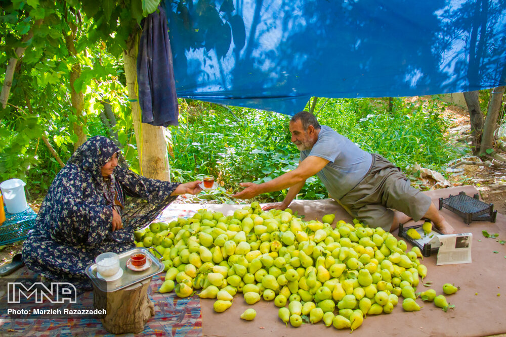 گلابی خمینی‌شهر؛ ظرفیتی برای رونق گردشگری کشاورزی و اقتصاد بومی